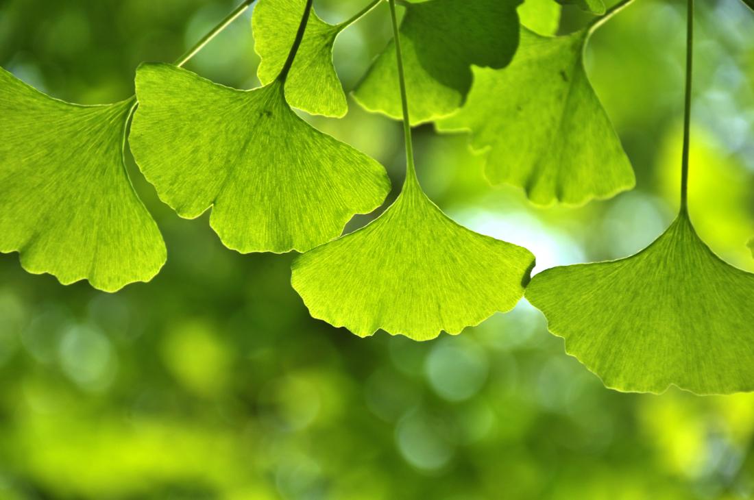 gingko tree leaves