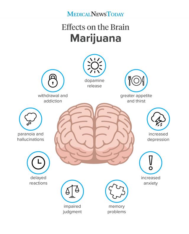 Marijuana effects on the body and brain