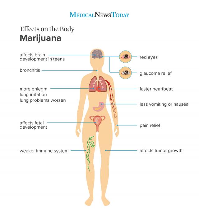 Marijuana physical effects on the body