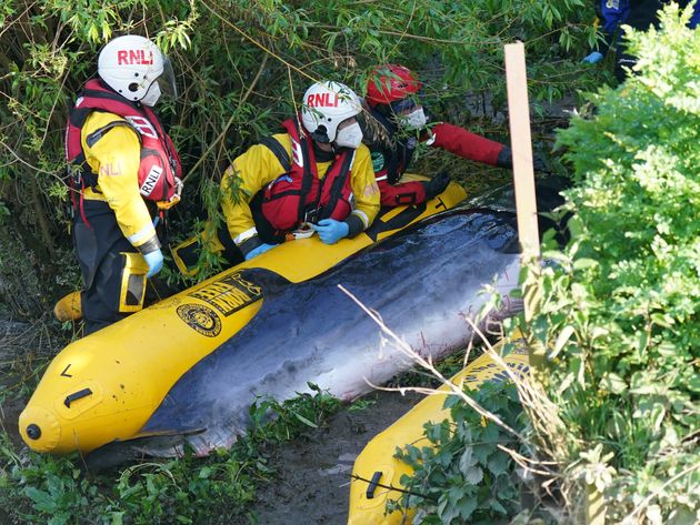 Members of the RNLI attempt to assist a Minke whale at Teddington