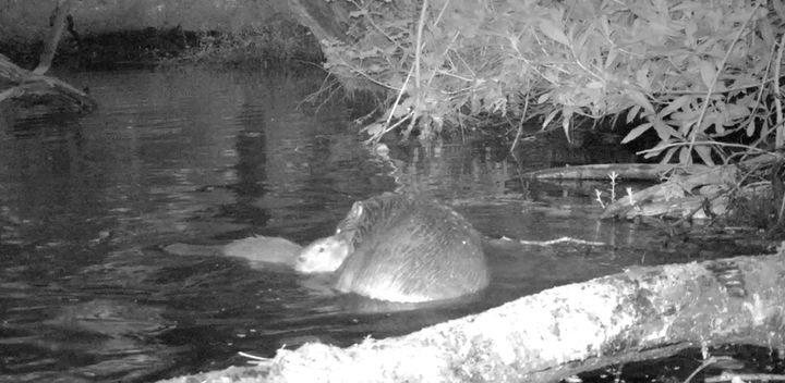 Camera footage has captured shots of the first baby beaver to be born on Exmoor for 400 years.