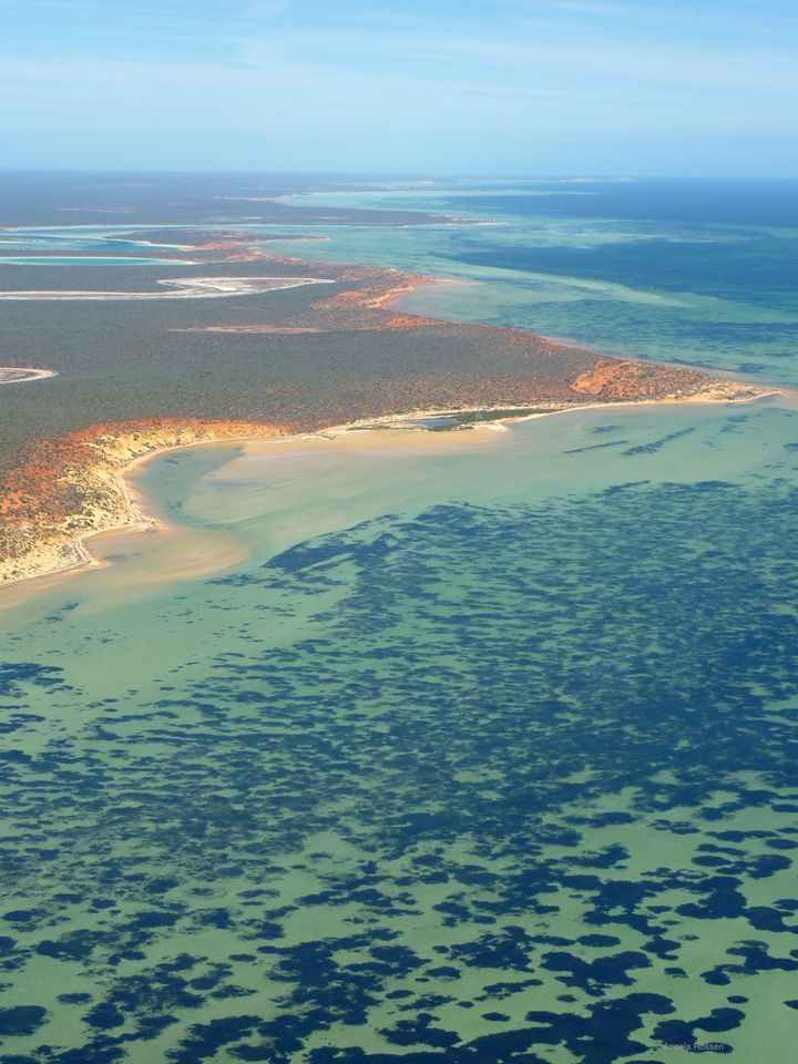 An aerial view of the seagrass meadow in Shark Bay.