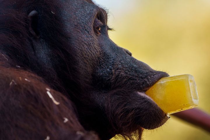 An orangutan licks a treat on a hot and sunny day at the Madrid Zoo, Spain, Thursday, July 13, 2023. (AP Photo/Manu Fernandez)