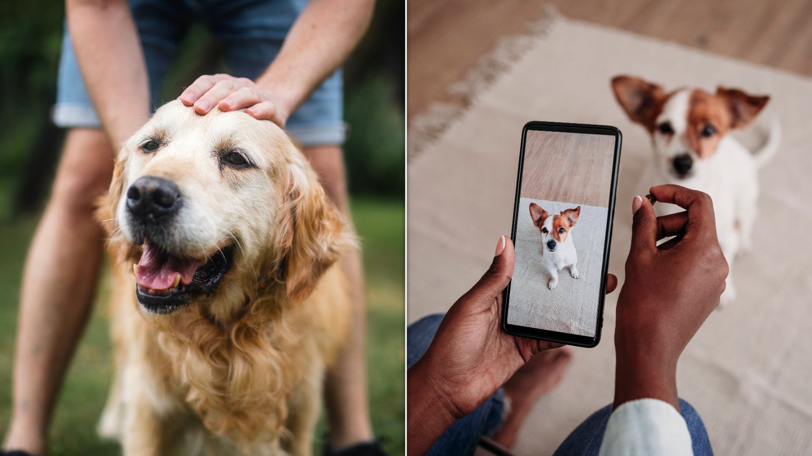 Charlie and Luna are among the most popular dog names of the year.