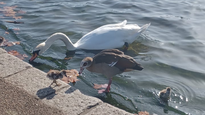 Some goslings and a swan that made my lunchtime walk even more worthwhile