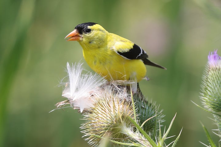 The study could not prove a casual link between brain changes and birding experience, but researchers found that people who have spent years learning to identify birds have different brain structure and brain activity.