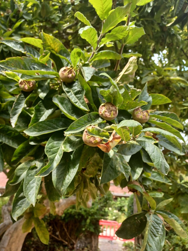 Medlars